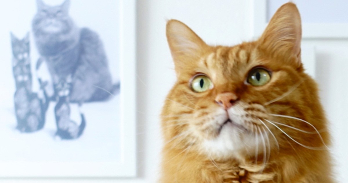 ヘアカットしたら涼しげイケニャンに？ 茶トラ猫の「蘭丸」 | 「犬や猫