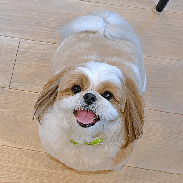 飼い主さんを見上げてにこにこ笑顔のぽこちゃん（画像提供：ぽこさん）