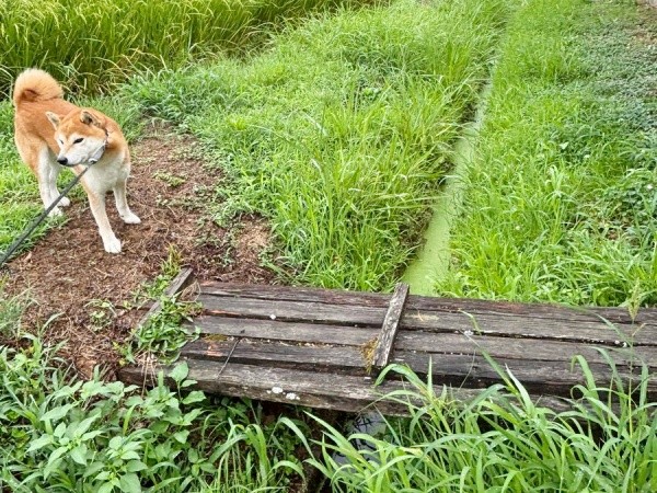 側溝を飛び越えたティーくん（画像提供：柴犬ティーくん＆パパさん）