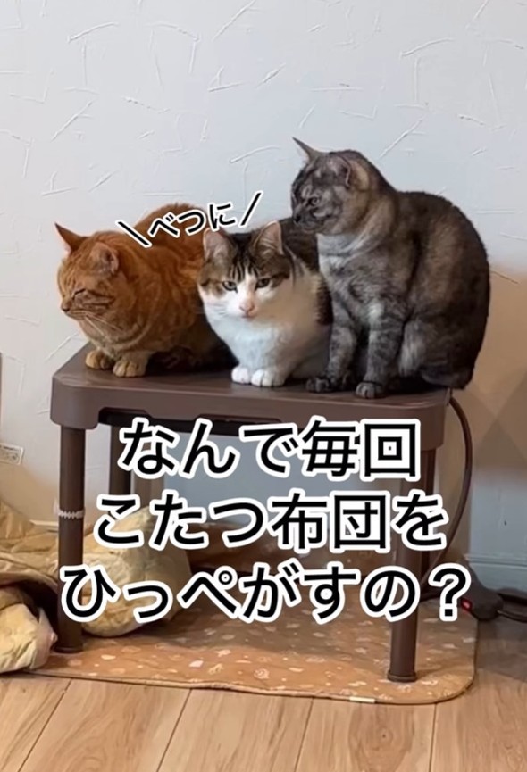 左からあさひちゃん、小判ちゃん、つる姫ちゃん（「小判つる姫あさひ」さん提供、Instagramよりキャプチャ撮影）
