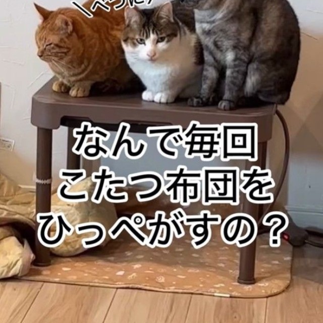 左からあさひちゃん、小判ちゃん、つる姫ちゃん（「小判つる姫あさひ」さん提供、Instagramよりキャプチャ撮影）