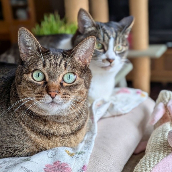 姉妹で仲良くくつろぐ（手前）妹・かまどちゃん、（後ろ）姉・ななちゃん（画像提供：たまご@猫とごはんさん）