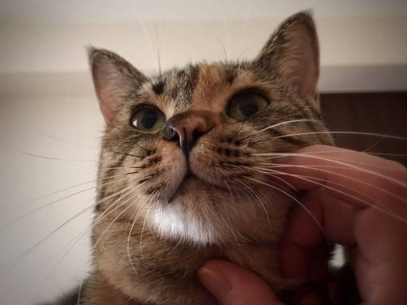 ツンデレ猫のパンチェ