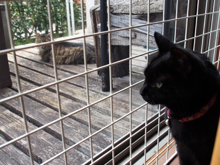 先住猫クートロンは12歳。毎日ベランダにやってくる訪問猫が気にかかる
