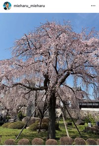 見栄晴インスタグラム＠mieharu_mieharuより