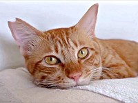 二度寝する元保護猫のアズドラくん（画像提供：アズドラさん）