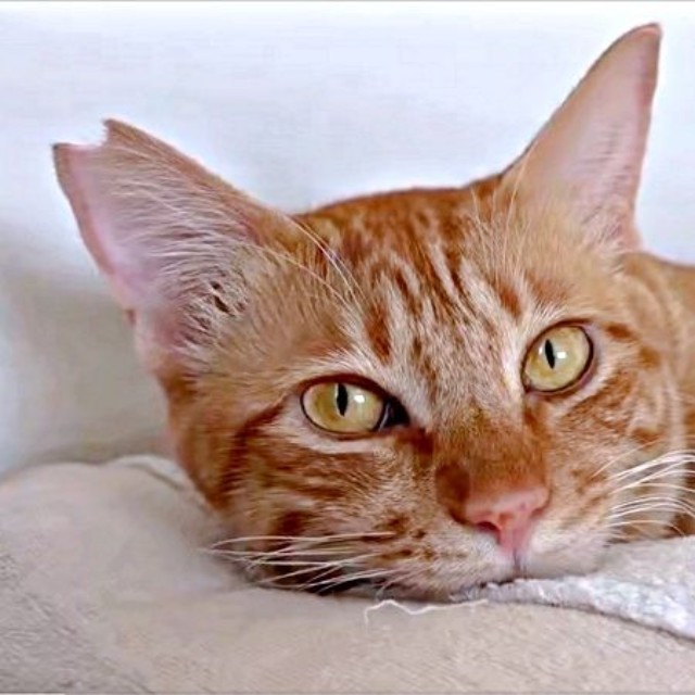 二度寝する元保護猫のアズドラくん（画像提供：アズドラさん）