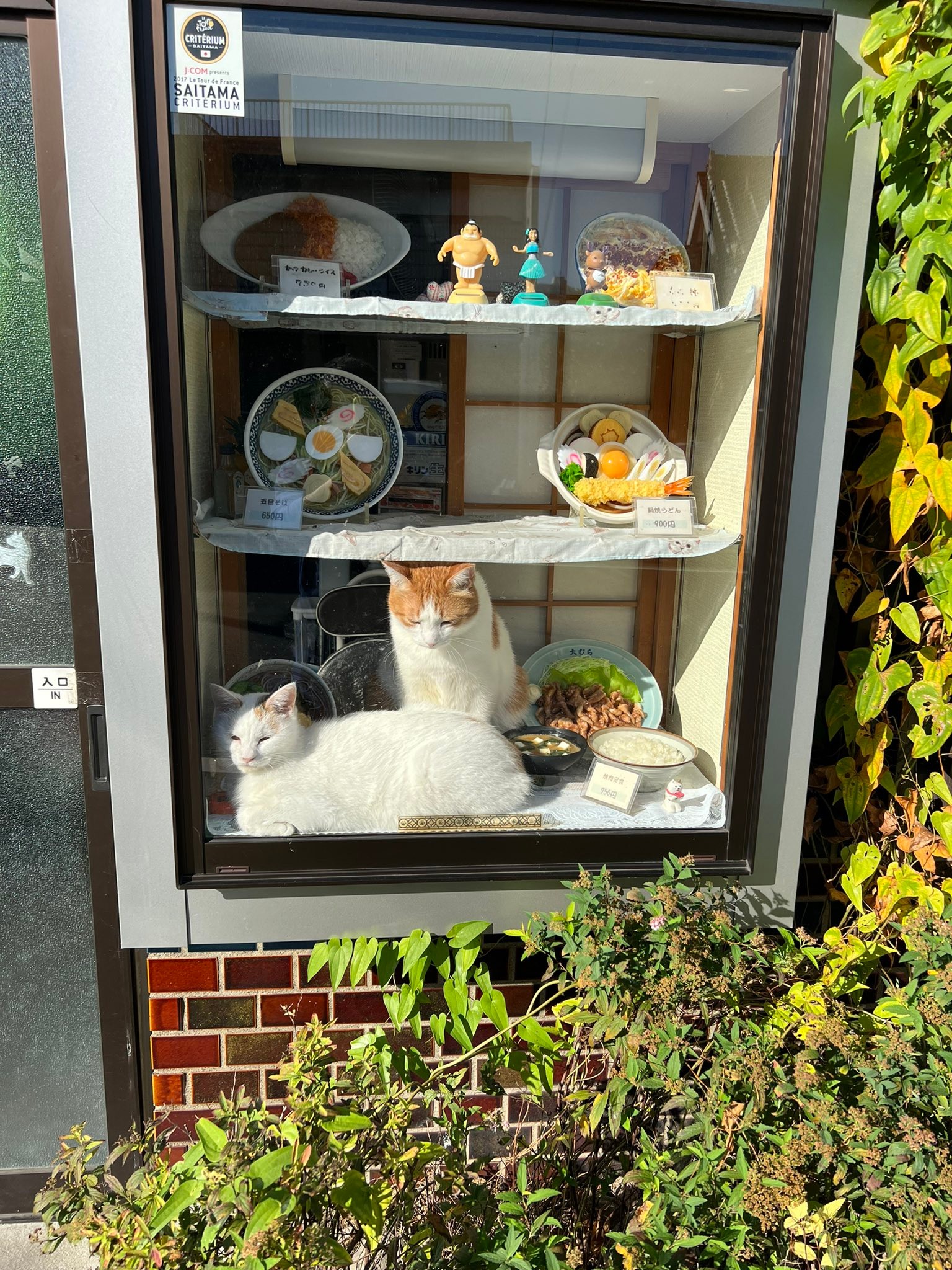 最強メニュー」そば屋のショーケース猫が話題 荒川で保護された元
