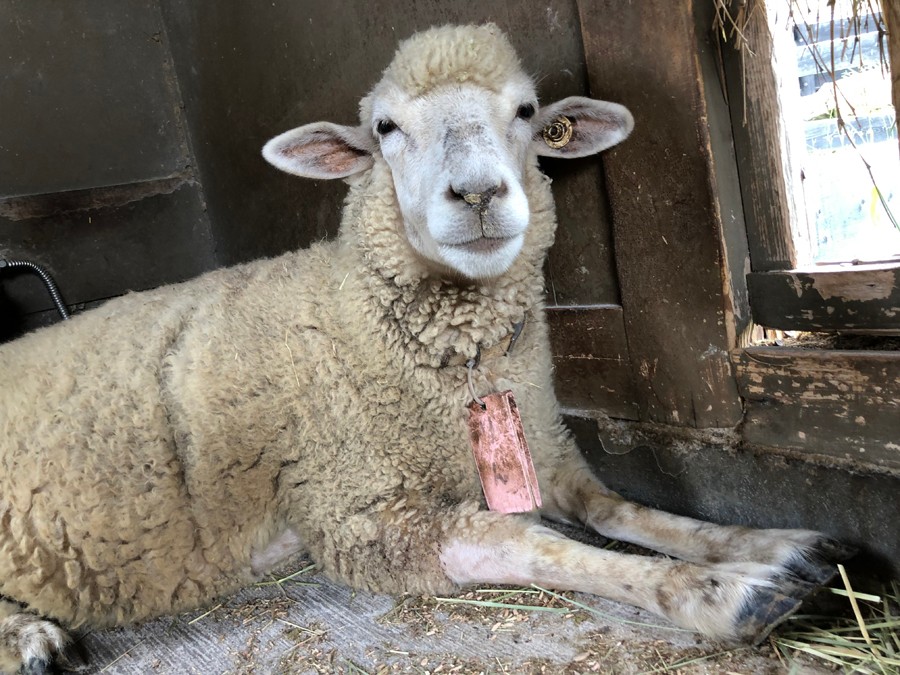 ひつじってこんなに笑う？」見た人も笑顔にする破壊力にほっこり 実は