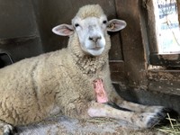 小屋の隅っこでのんびりしていることが多いもめんちゃん（提供：イングランドの丘 動物スタッフ【公式】さん）