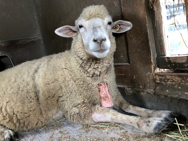 小屋の隅っこでのんびりしていることが多いもめんちゃん（提供：イングランドの丘 動物スタッフ【公式】さん）