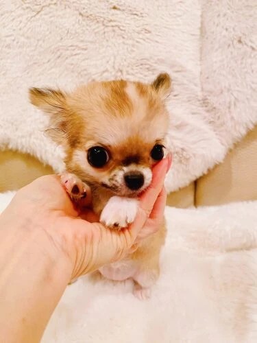 家にきたころの「メロディー」

