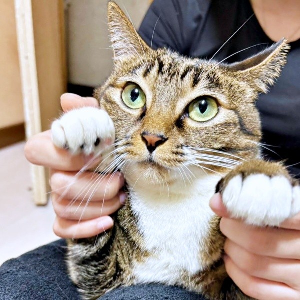 ずっとのおうちで幸せな日々を過ごすみとんちゃん（画像提供：しじみとんさん）