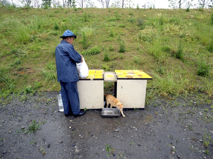 猫たちは机で雨もしのいだ　扶桑社/(C)太田康介