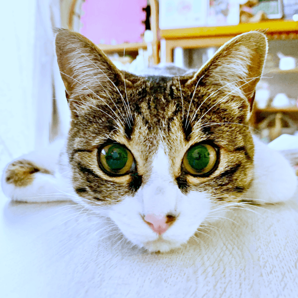 びっくり顔のクロエちゃん（画像提供：真顔のクロエさん）