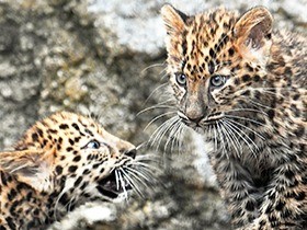 かわいいね、ふたごのアムールヒョウ　２１年ぶりの繁殖成功