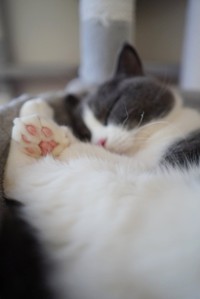 寝顔は今もあどけない、まるくん（画像提供：コテツとまるさん）