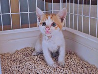 保護時、生後推定2カ月、ボロボロの状態だった爽太くん（画像提供：かまねこさん）