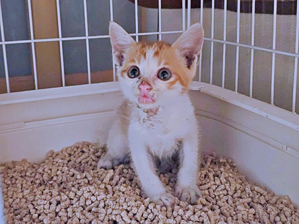 保護時、生後推定2カ月、ボロボロの状態だった爽太くん（画像提供：かまねこさん）