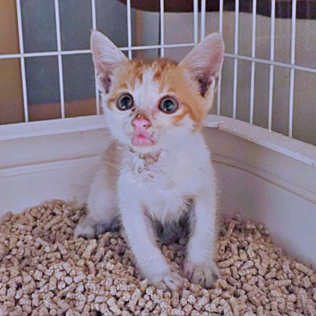 保護時、生後推定2カ月、ボロボロの状態だった爽太くん（画像提供：かまねこさん）