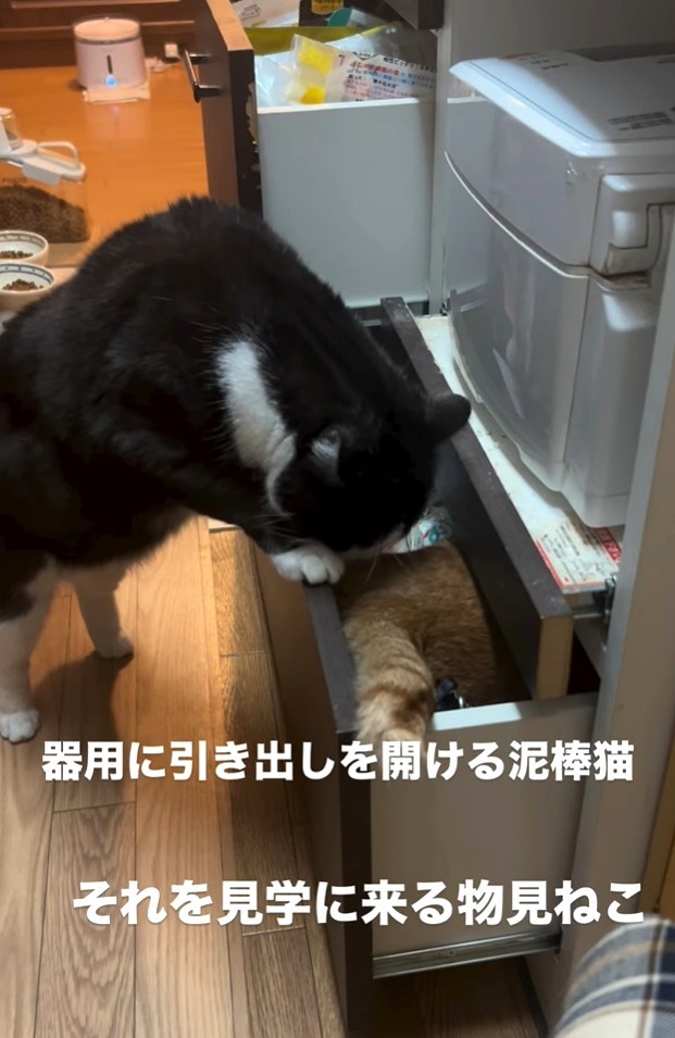 おいおい！入り込んじゃったよ！？（大山 しるこさん提供、Instagramよりキャプチャ撮影）