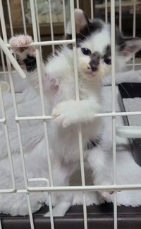 お迎えしたころ、ケージの中で二足立ちするシャネルちゃん（画像提供：らいらいももさん）