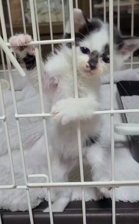 お迎えしたころ、ケージの中で二足立ちするシャネルちゃん（画像提供：らいらいももさん）