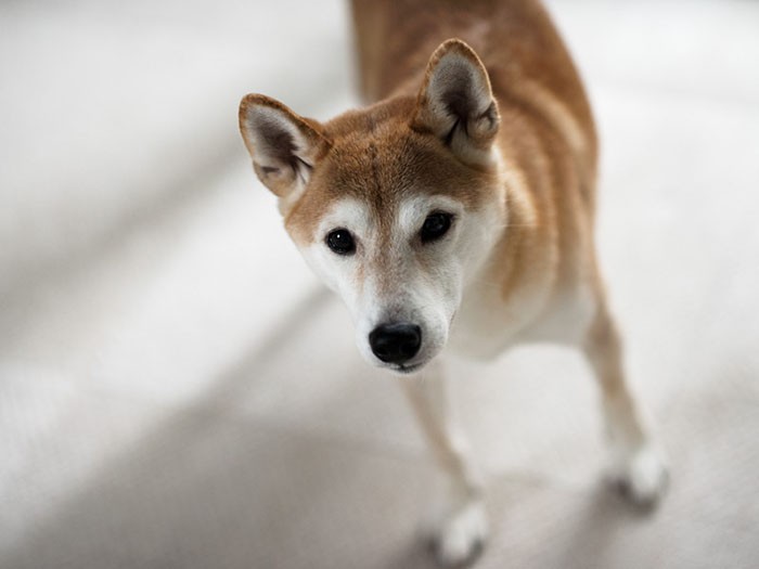 「ねえ、散歩に行かないの？」（小林写函撮影）