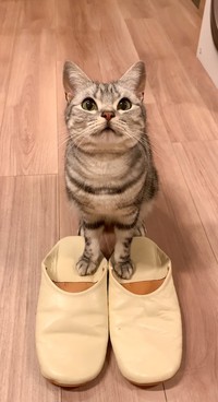 まるで秀吉！？「帰ったらスリッパを温めてお出迎えしてくれる」あんこくん（画像提供：あんこともなか 充電ねこさん）