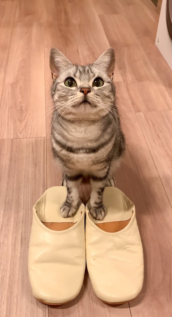 まるで秀吉！？「帰ったらスリッパを温めてお出迎えしてくれる」あんこくん（画像提供：あんこともなか 充電ねこさん）