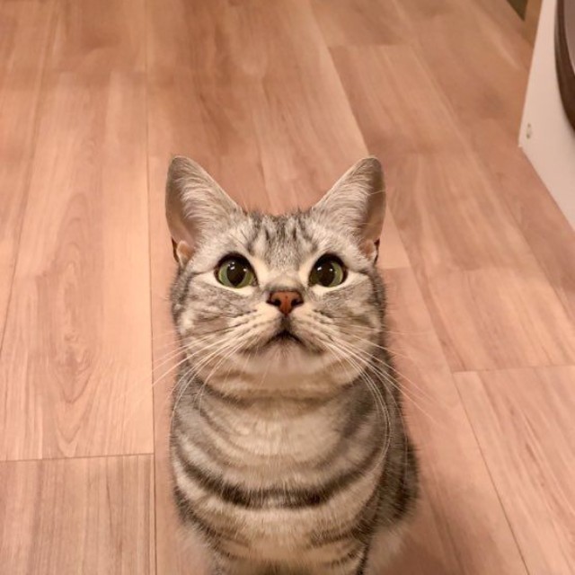 まるで秀吉！？「帰ったらスリッパを温めてお出迎えしてくれる」あんこくん（画像提供：あんこともなか 充電ねこさん）