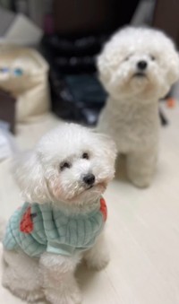 まめちゃんとまるちゃん(「笑あり涙あり🐾まるまめ日記」さん提供、nstagramよりキャプチャ撮影)