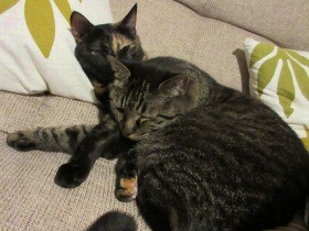 愛猫が禁断の部屋に侵入！　ベッドの端っこで「ニャー」