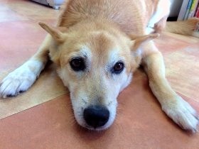 突然手放された保護犬、10歳で新しい家に　幸せな晩年