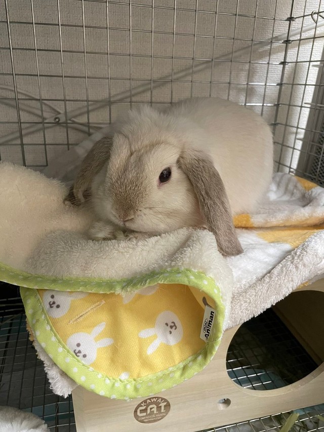 新しいマットが気に入って乗ったまま＝まふぃん君さん（@LopMuffin）提供
