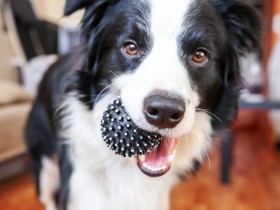 誤食に注意！　犬や猫が飲み込んでしまうと危険なおもちゃ