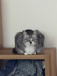 棚上でくつろぐオニャンコちゃん（画像提供：ちゅみさん）