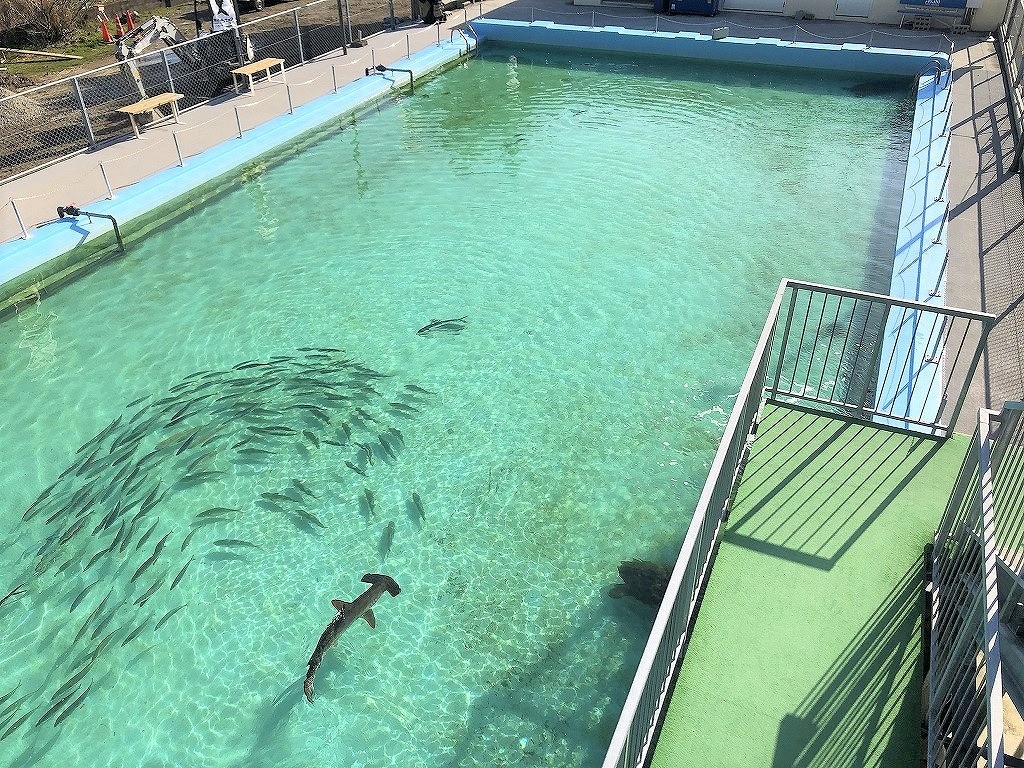 ジュディオングエロ 青いヒレの魚を水族館館長が「ジュディ・オングだ！」→実習生「英名かなぁ」と検索 「アラサー以下にはわからない」と衝撃受ける人続出｜まいどなニュース