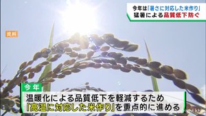 宮城県産米　暑さに対応した米作りで品質低下を防ぐ