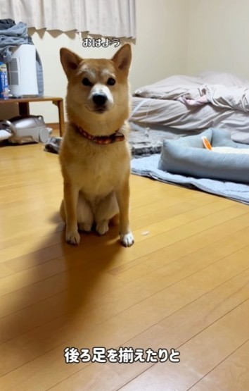 後ろ足を揃えたりと柴犬の”ネコ化”が進んでいると話題（飼い主さん提供、Instagramよりキャプチャ撮影）