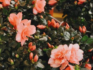 「脳内お花畑」でも長い長い片思いをやめられない