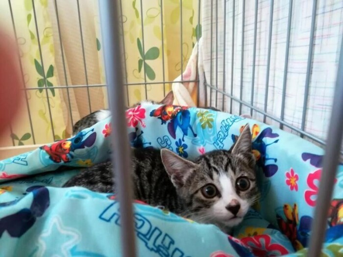 家に来たころの「メリー」