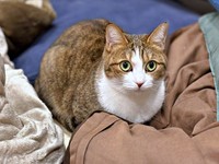 飼い主さんをじっと見つめるステラちゃん（画像提供：友禅師 水野可菜:名古屋の小さな友禅屋さん）