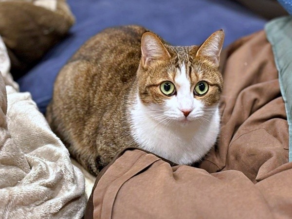 飼い主さんをじっと見つめるステラちゃん（画像提供：友禅師 水野可菜:名古屋の小さな友禅屋さん）