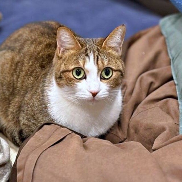 飼い主さんをじっと見つめるステラちゃん（画像提供：友禅師 水野可菜:名古屋の小さな友禅屋さん）