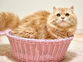 おにぎりをくわえて逃走、キャベツはまるごとかぶりつく！　キンカロー「ノン」