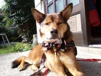 3歳のお誕生日を迎えた小次郎くん。カメラ目線がかっこいい！（画像提供：みかみと小次郎【公式】さん）