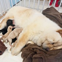5匹の子犬にお乳をあげるブーちゃん（画像提供：CHOWCHOWFAMILYさん）