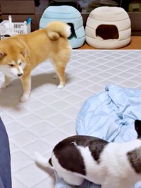 いくらちゃんは再びフリーズ。じっと見つめるあずきちゃん（画像提供：林さん）