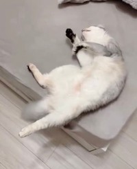 撫でられた余韻でﾖｲｻﾖｲｻしてるそばちゃん（提供：そばちゃんさん）